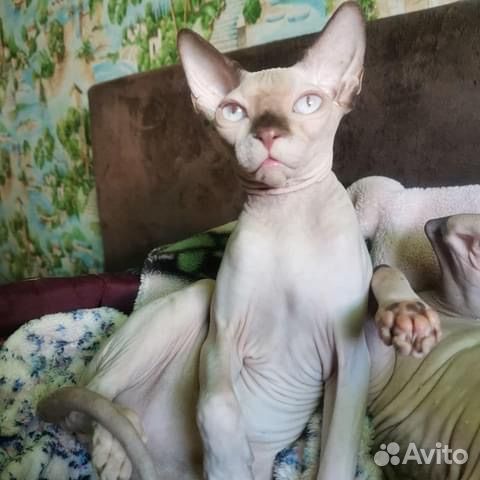 Канадский сфинкс и бамбино