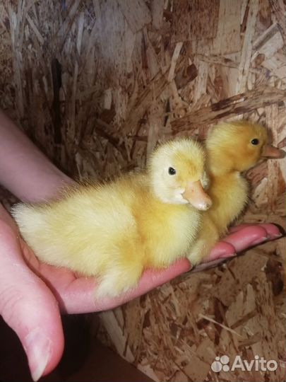 Утята суточные стар 53