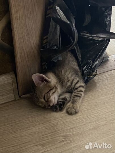 Котята ищут свой дом(мальчики)