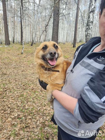 Собака Наташка