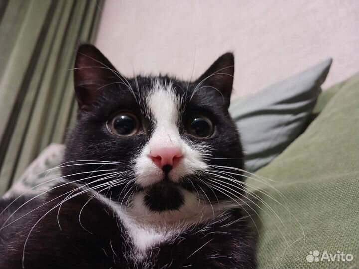 Котёнок 3 месяца