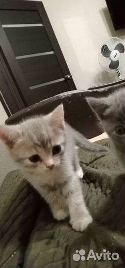 Отдам в добрые руки