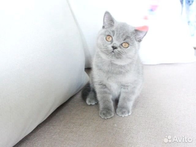 Британские котята
