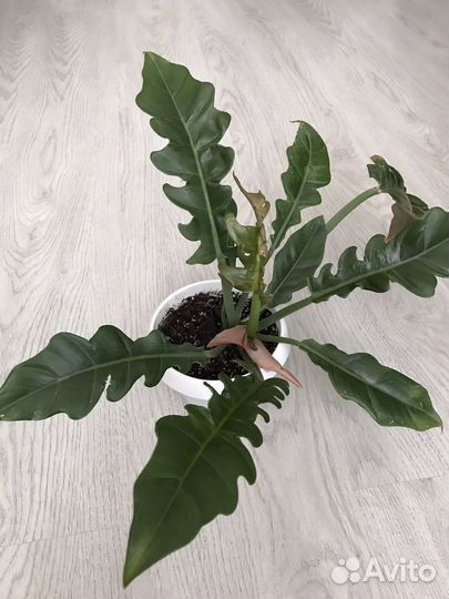 Филодендрон