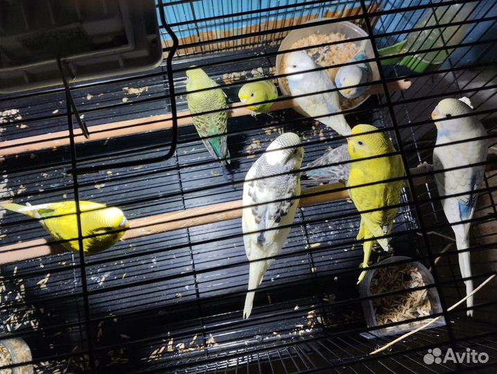 Волнистый попугай, попугай неразлучник фишера