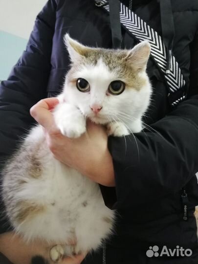 Кошка