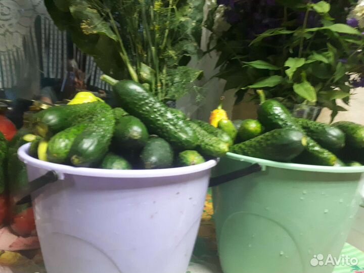 Свежие огурчики чесночок все с огорода