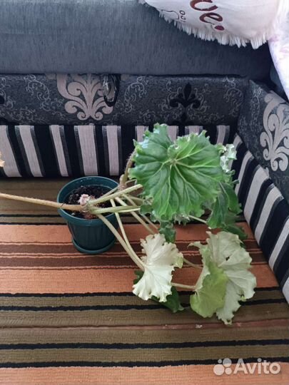 Бегония за шоколадку