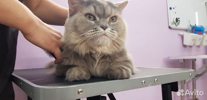 Услуги грумера