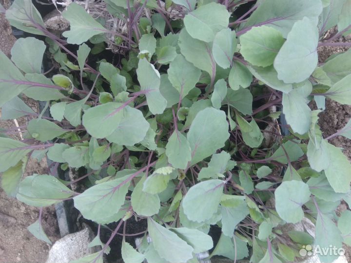 Рассада капусты