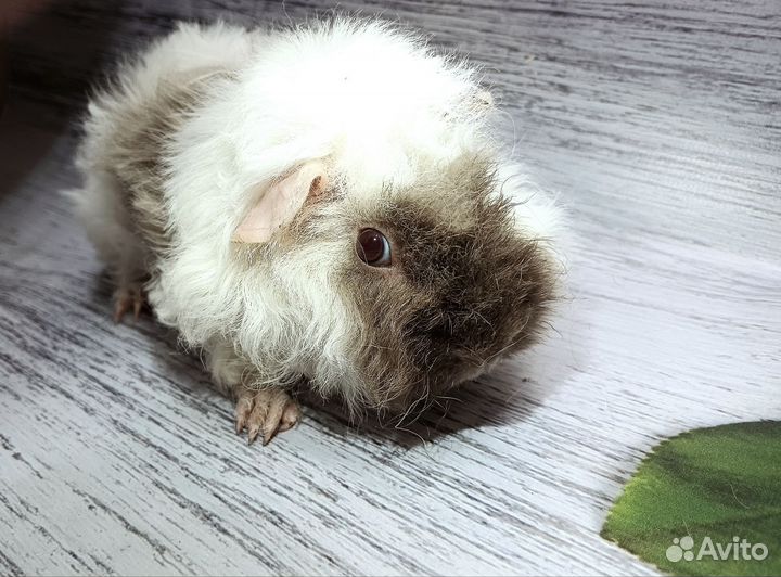 Морская свинка кудрявая