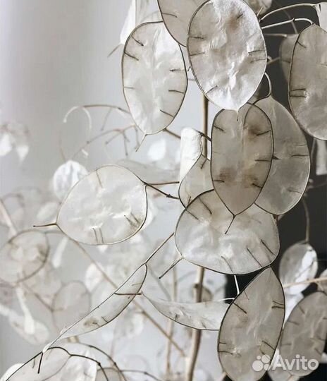 Лунария семена