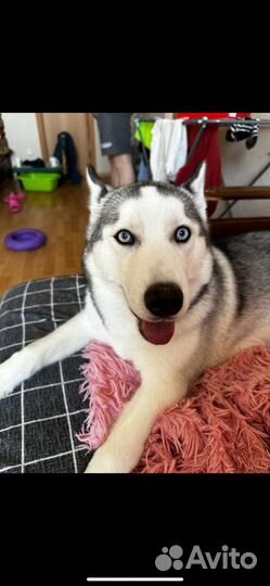Щенки сибирской хаски девочка