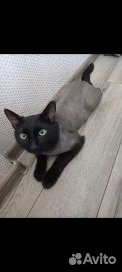 Стрижка собак,котов,экспресс линька, вычес, выезд