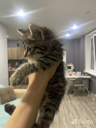 Котенок