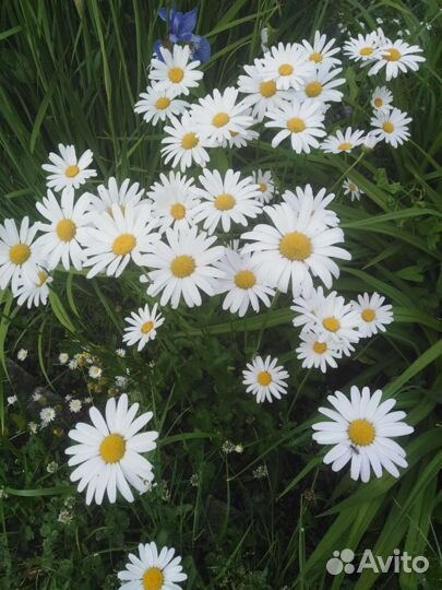 Многолетние цветы, кустарники