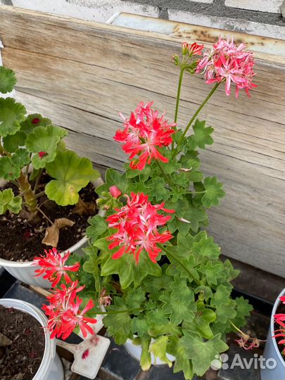 Пеларгония звездчатая (стеллар)