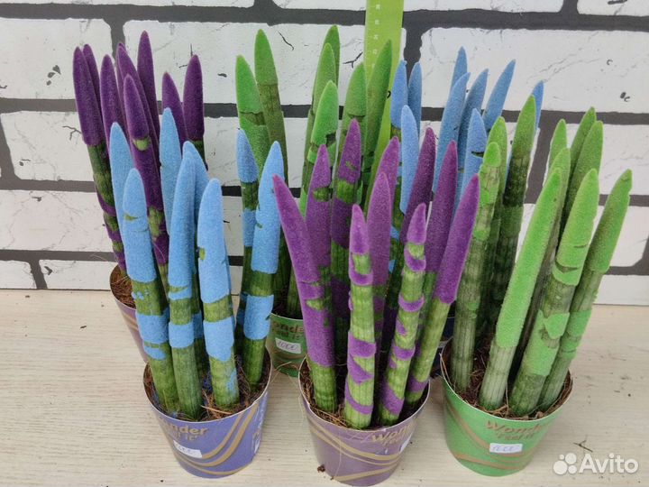 Сансевиерия