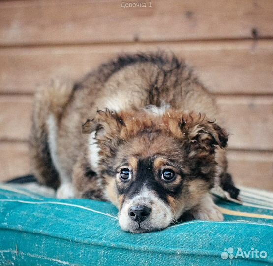 Девочка трехцветная