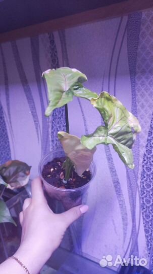 Сингониум орм тонг вар