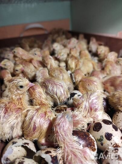 Перепела от суточных до несушек