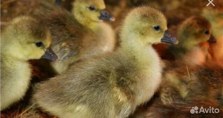 Гусята серые крупные