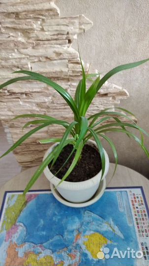 Цветы комнатные в горшках