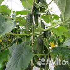 Семена огурцов Аристан