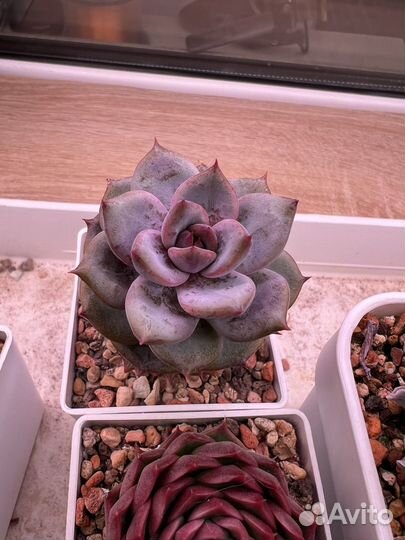 Exheveria Эхеверия