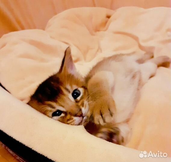 Абиссинские малыши