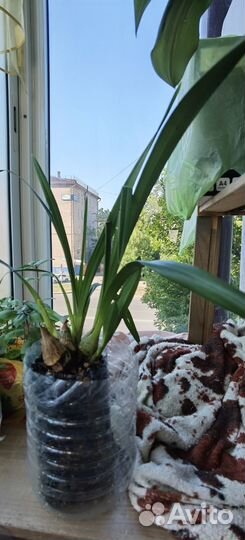 Продается орхидея 