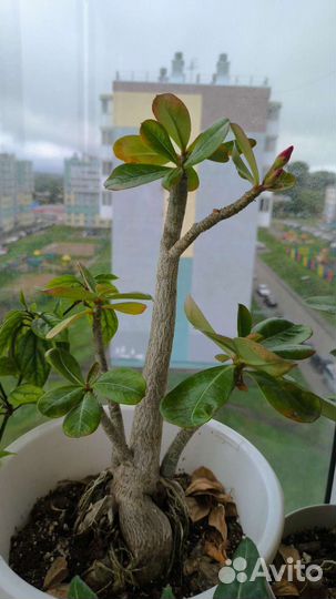 Аглаонема. Адениум, филодендрон, пахира, драцена