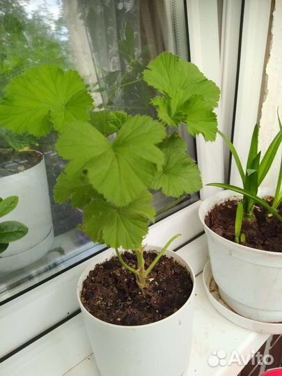 Пеларгония