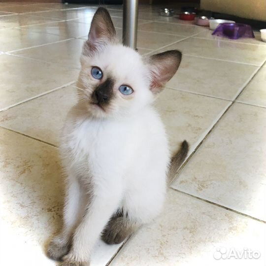 Тайские котята 2 мес