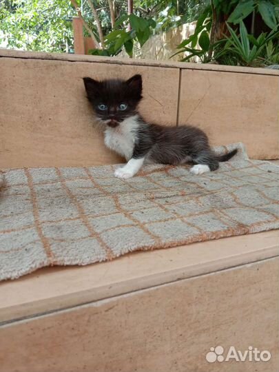 Котенку нужна помощь