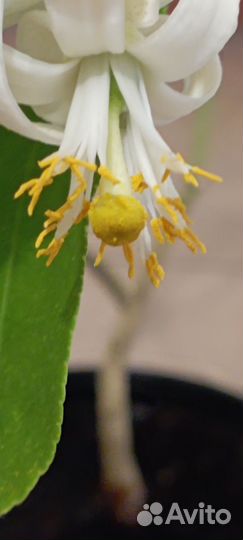 Лимонное дерево