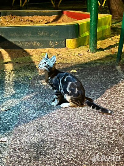 Бенгальский котенок, кот метис