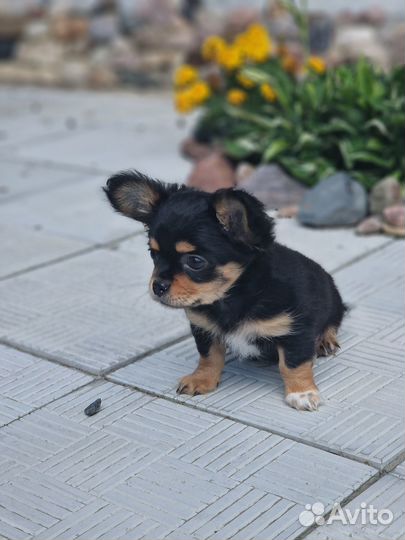 Щенки чихуахуа длинношерстные