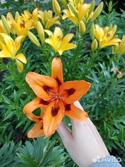 Луковицы лилий