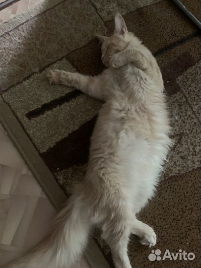 Котята мейн-кун