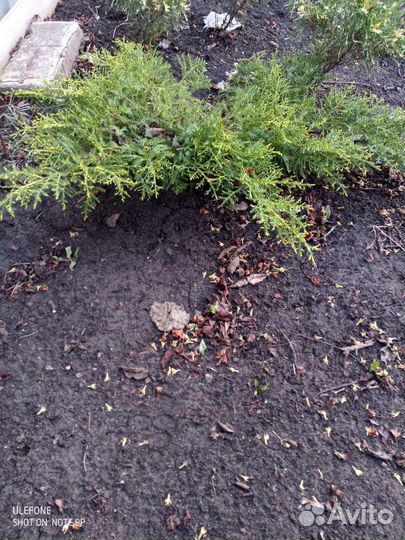 Продам хвойные