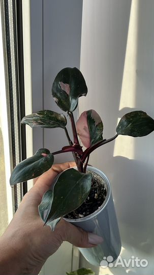 Филодендрон розовая принцесса