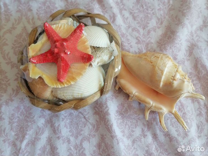 Ракушки с моря