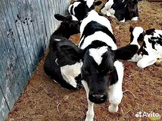 Быки телята