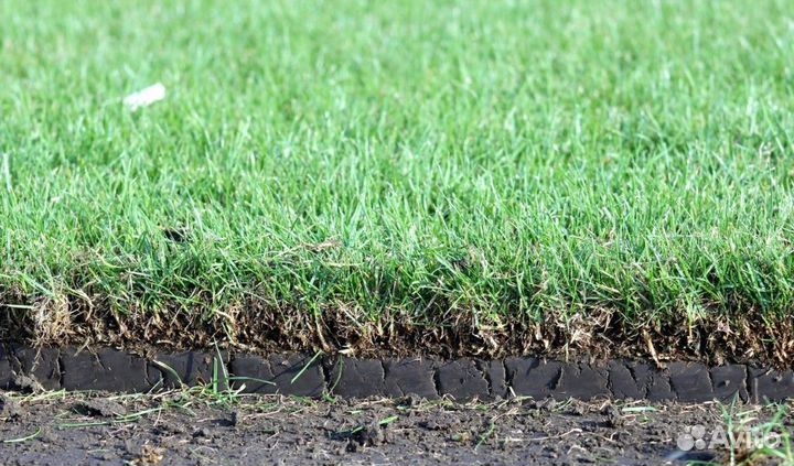 Рулонный газон, укладка рулонного газона