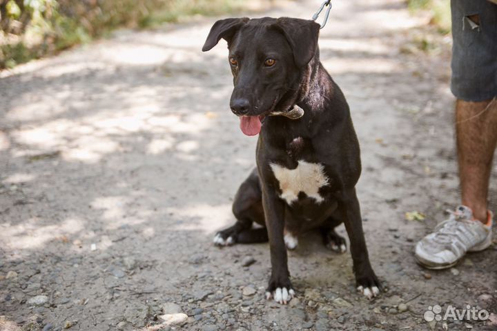 В добрые руки весёлый пёс Черныш