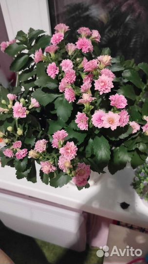 Несколько сортов цветущего коланхоэ