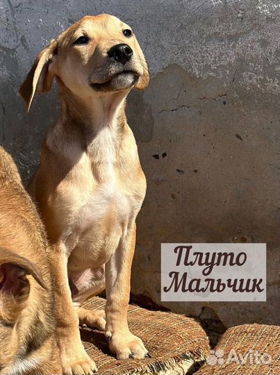 Щенки в добрые руки