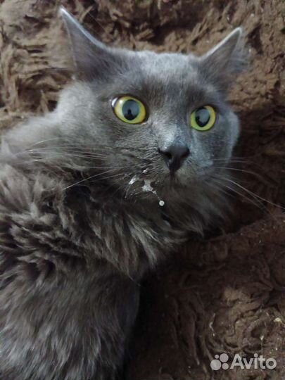 Русская голубая (не порода). В аренду посуточно