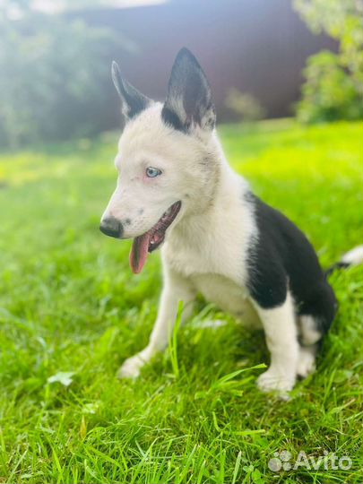 Щенки хаски помесь